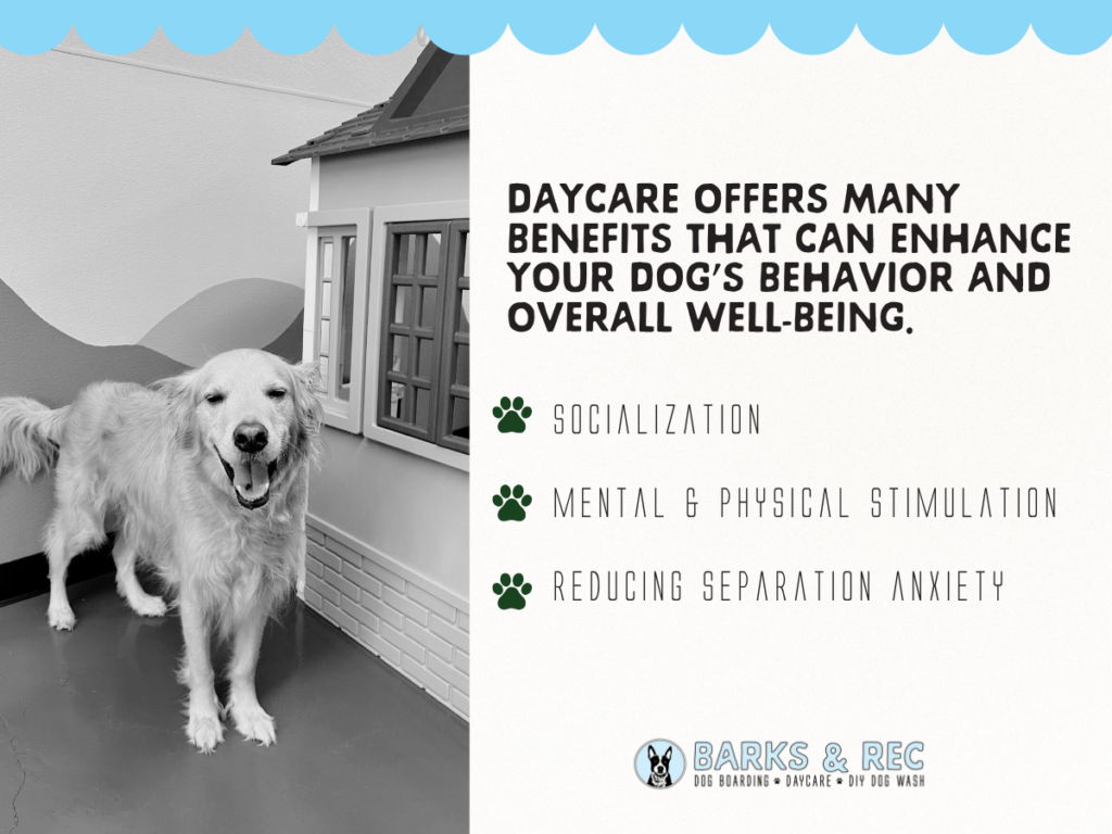 Dog Daycare