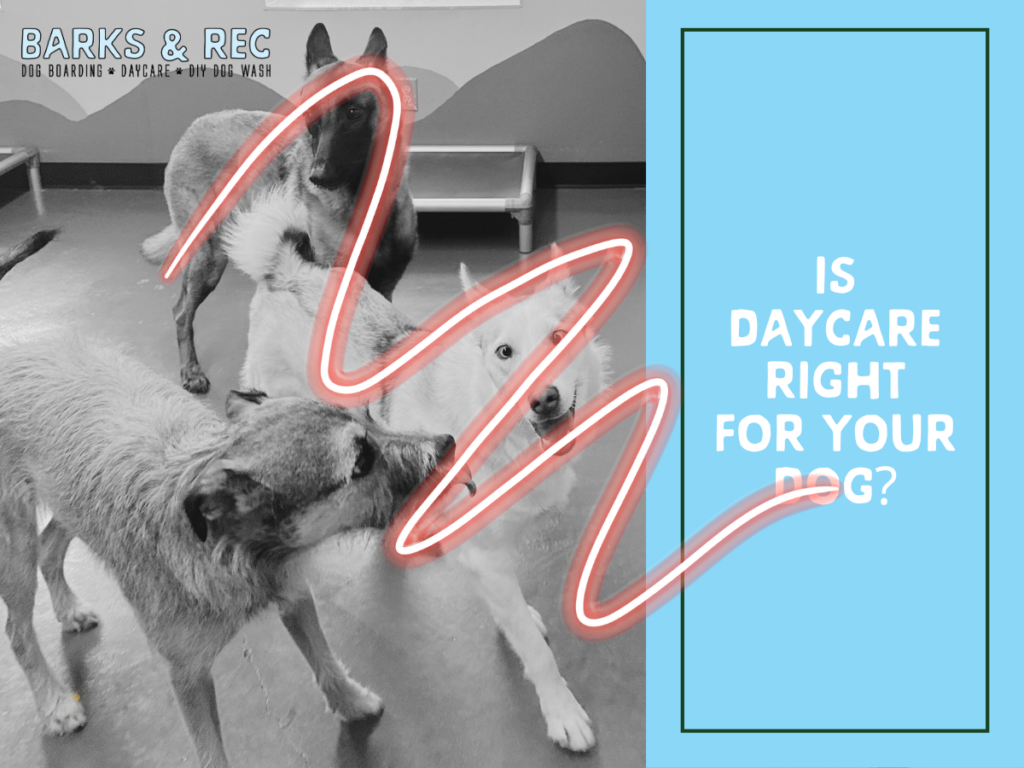 Dog Daycare (2)