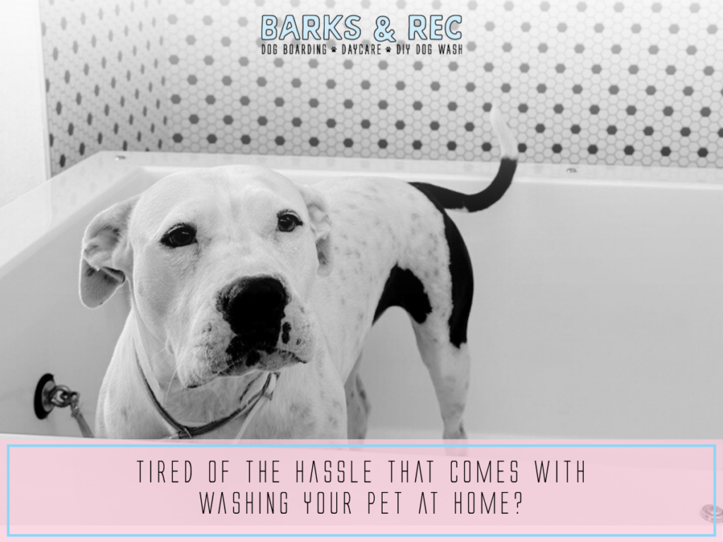 Self service pet wash (2)