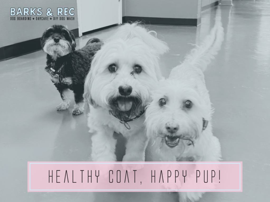 dog grooming services