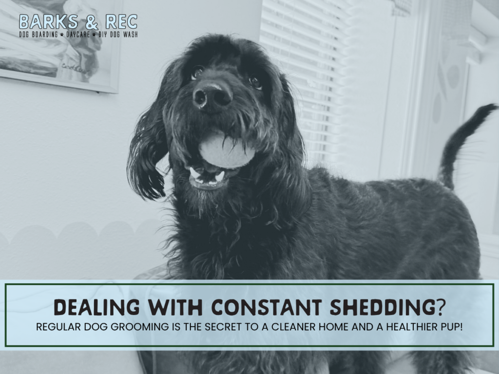 dog grooming services (2)